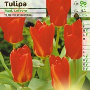 Tulipe fosteriana 'Madame Lefevre' (Red Emperor)